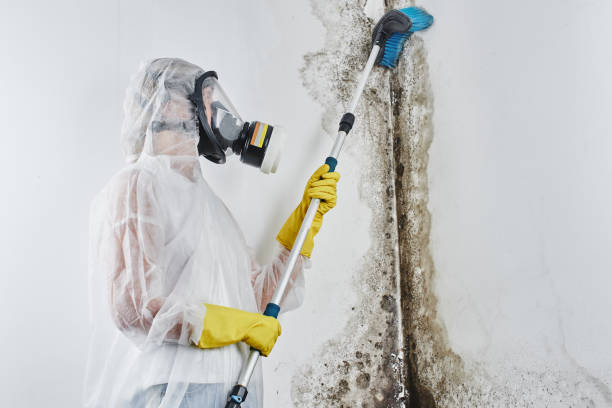 Best Residential Mold Remediation in East Lansing, MI